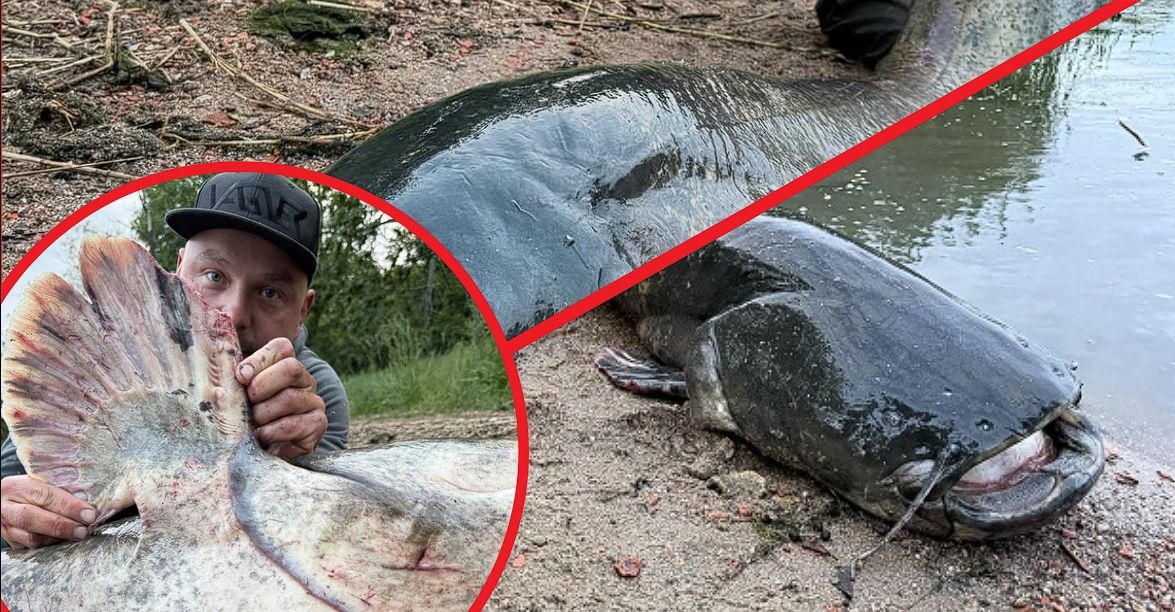 52 cm hosszú óriásharcsa: egy halász lenyűgöző méretű, 50 évnél idősebb halat fogott (FOTÓTÉNY)