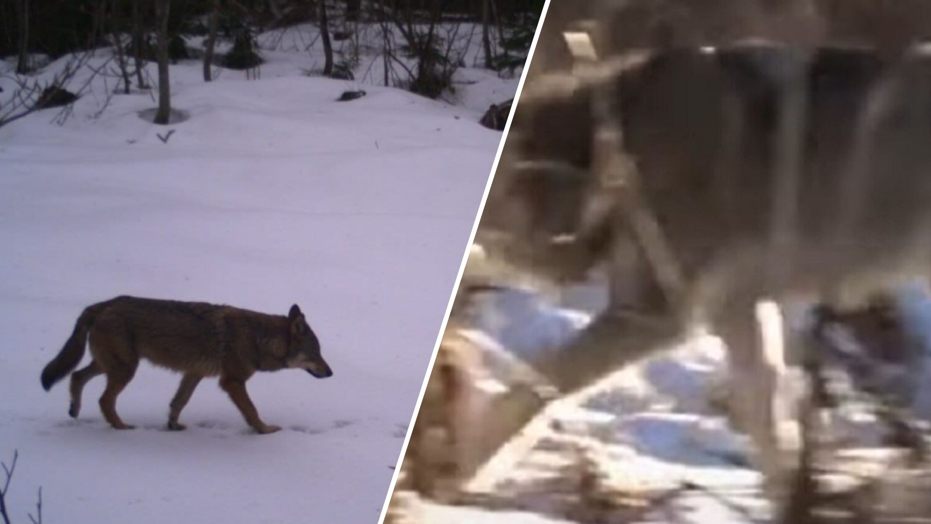 Вовки “атакують” села на Закарпатті, крадучи худобу та загрожуючи місцевим домогосподарствам.
