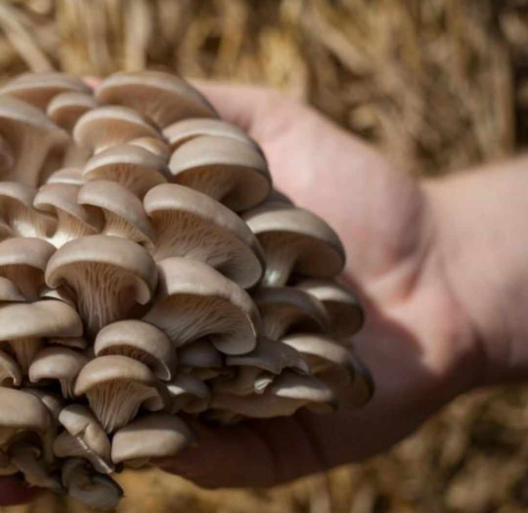 They are grown on special farms: unique mushrooms have already begun to appear in the forests of Ukraine (PHOTOS)