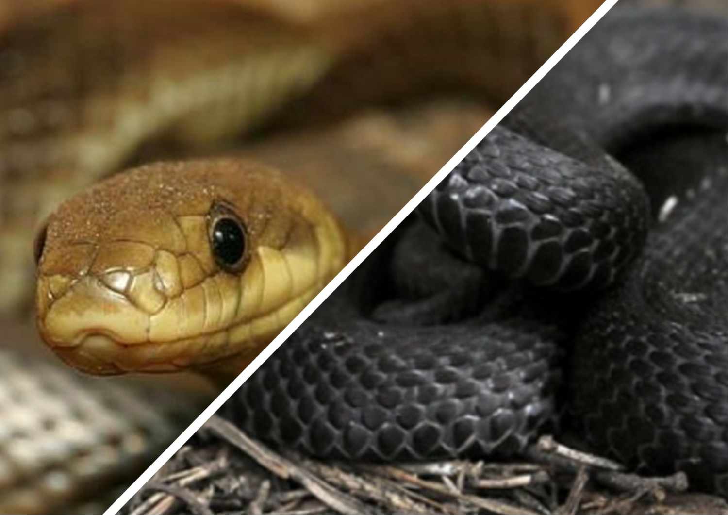 «Змеи нападают на жителей Закарпатья»: как им спасаться от нашествия рептилий – «анаконд» в регионе?