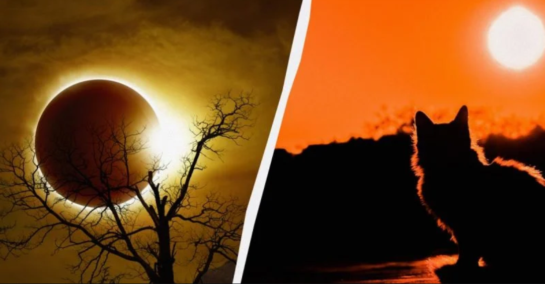 Полное солнечное затмение 2024: когда будет «темнота в середине дня и чем она отличается от «Великого американского затмения»