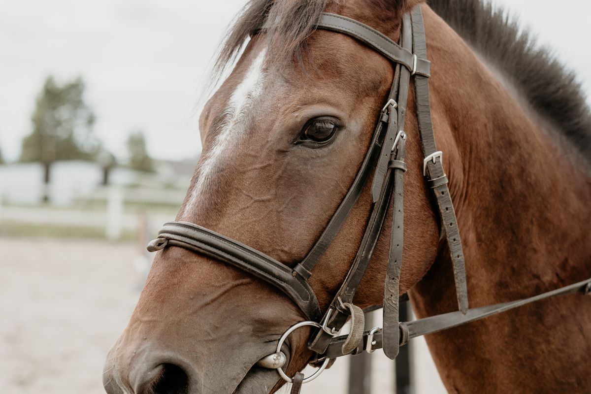 У Виноградові на території приватного господарства від сказу загинув кінь. Це перший зафіксований випадок смерті коня від цієї хвороби на території Закарпаття за останні кілька років.