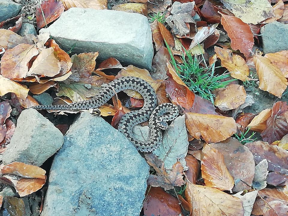 Незважаючи на середину жовтня, в Карпатах змії все ще не сплять.