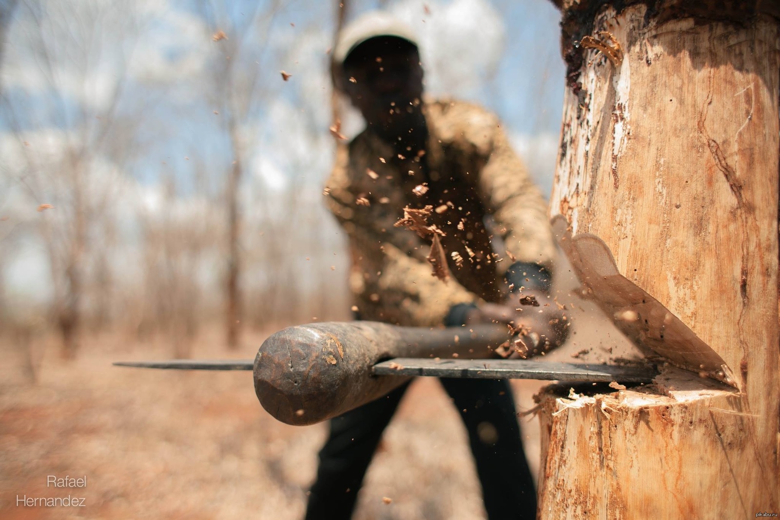Прокуратура через суд зобов’язала лісогосподарське підприємство відшкодувати майже 600 тис. грн за допущені незаконні рубки
