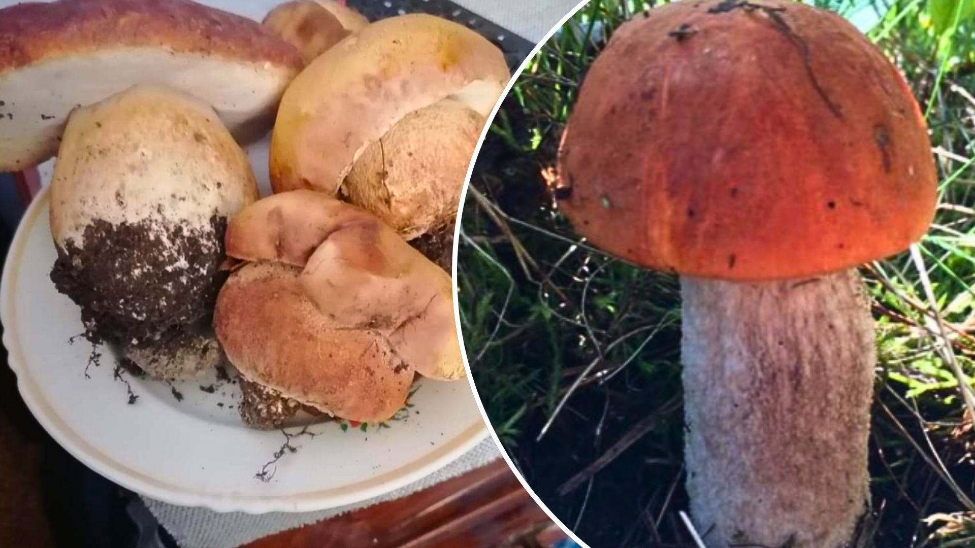 Закарпатцы уже начали собирать белые грибы и подберезовики, что вызывает удивление у опытных грибников и местных старожилов.