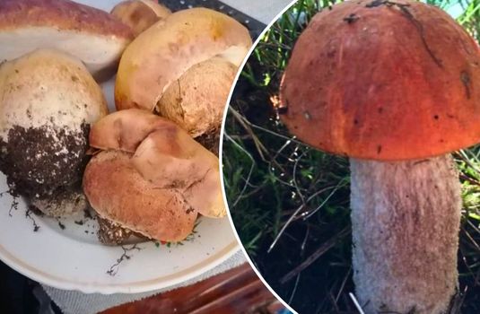 Закарпатцы массово охотятся за лесными трофеями: где находят первые белые грибы?