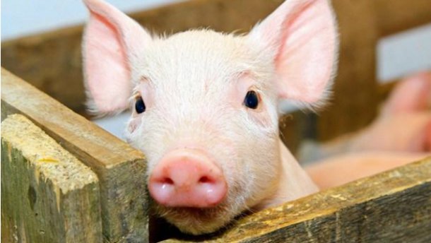 Фахівці ГУ Держпродспоживслужби в Закарпатській області обговорили з мисливцями порядок здійснення профілактичних заходів щодо попередження сказу та африканської чуми свиней.