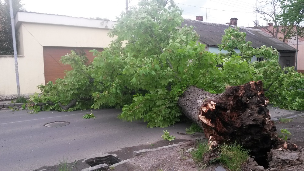 Через сильный вітев в Ужгороде на улице Другетов упало дерево.