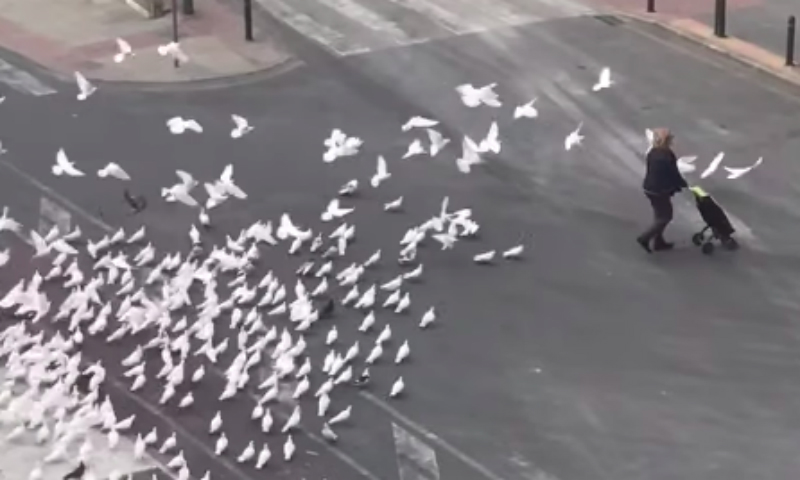 В іспанському місті Бенідорм зняли на відео, як зграя голубів переслідує самотньої людини на вулиці. З введенням карантину люди не виходять з будинків, а птахи голодують.