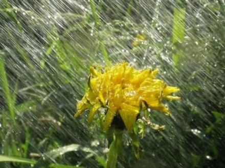 Завтра, 29 липня, на Закарпатті очікуються грози, град та подекуди сильний дощ.