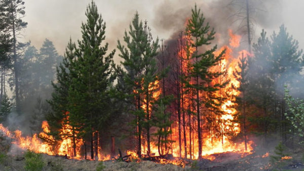 На Закарпатті за добу ДСНСівці ліквідували 68 пожеж: 60 з них у екосистемі