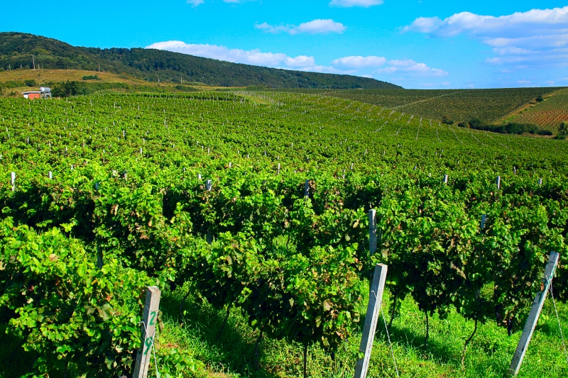 В Україні виробництвом виноградних вин займається 464 юридичних осіб та 75 фізичних-осіб підприємців, вирощуванням винограду – 1 649 і 511 осіб відповідно.