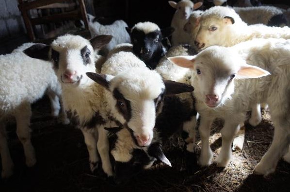 Зазвичай, про непросте вівчарське ремесло говорять навесні, коли трудівників з марадиками проводжають на полонини.