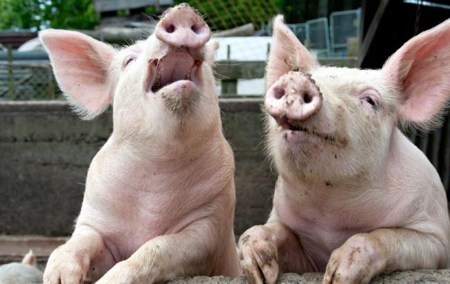 Білорусь тимчасово обмежила постачання свинини з Луганської та Закарпатської областей України через виникнення там спалаху африканської чуми свиней (АЧС).
