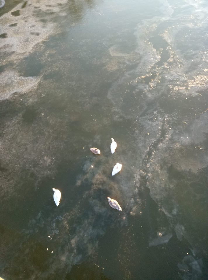В обласному центрі в річці Уж вмерзла ціла родина лебедів. Церез нічні морози п'ятеро лебедів вмерзли в озері та не можуть рухатися. 