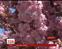 В Ужгороді квітнуть екзотичні японські сакури. Сотні туристів приїздять милуватися китицями вишневого цвіту.
