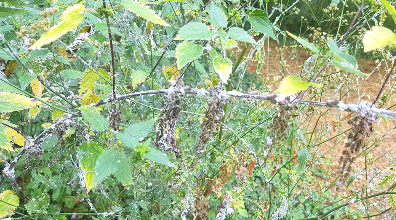В Ужгороді на набережних та в Боздоському парку з’явилося багато тлі. Ці шкідники дуже небезпечні, адже швидко розмножуються і інфікують дерева, кущі та трави.

