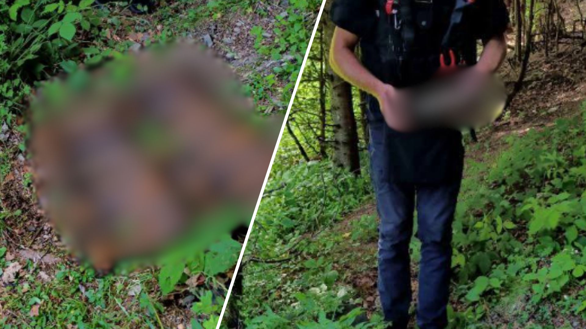Страшная находка в лесу на Закарпатье: местный житель наткнулся на опасный сюрприз (ФОТО)