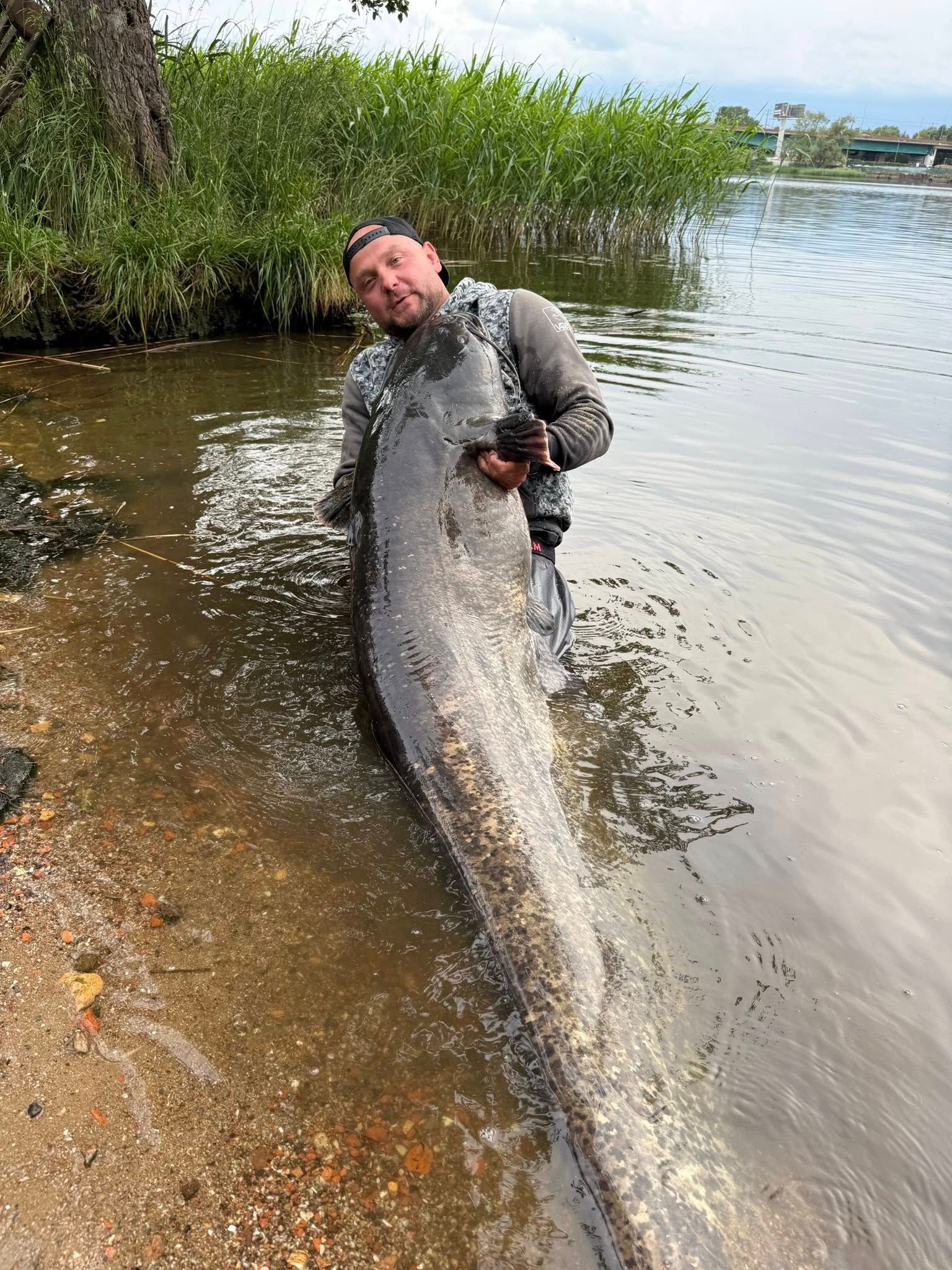 52 cm hosszú óriásharcsa: egy halász lenyűgöző méretű, 50 évnél idősebb halat fogott (FOTÓTÉNY)