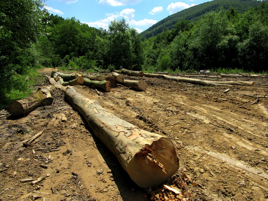 На Закарпатье пока не нашли подтвержденных фактов незаконной рубки лесов с интерактивной карты.