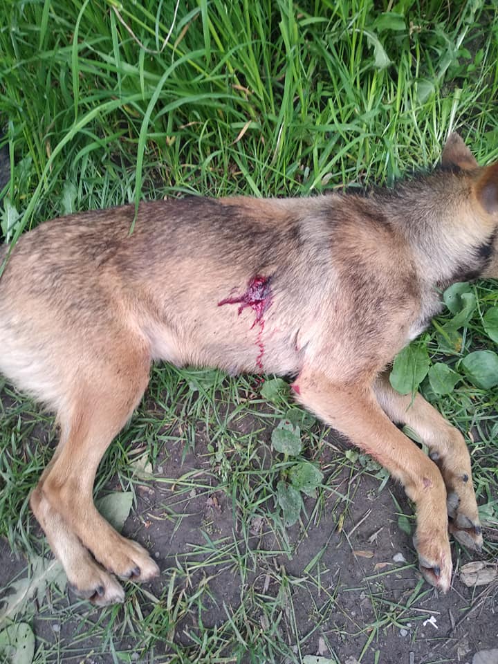 Застрелену невідомими собаку знайшли в селищі Ясіня поблизу місцевого стадіону.