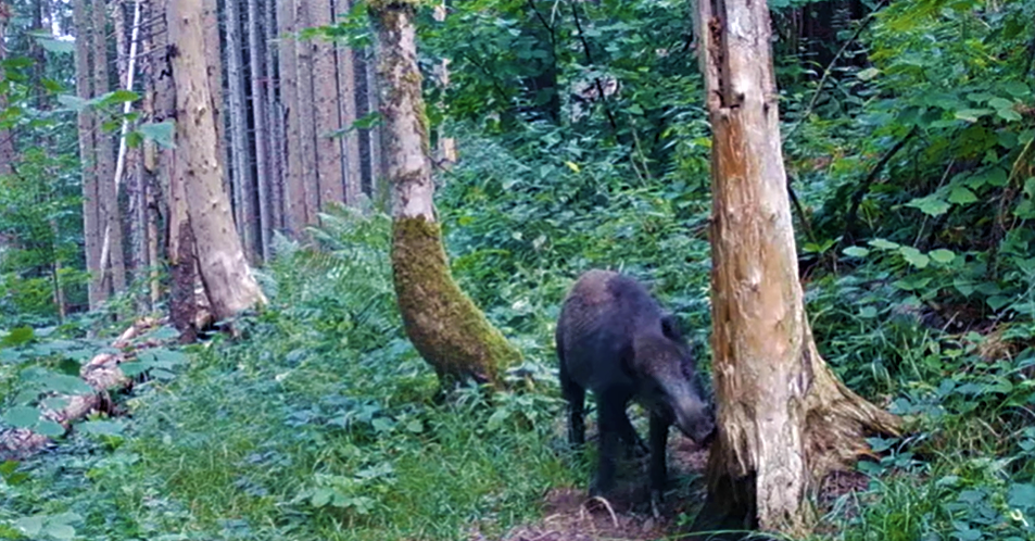 Нещодавно лісівники ДП «Рахівське ЛДГ» зняли за допомогою фотопасток диких тварин, які мешкають у лісах Рахівщини.