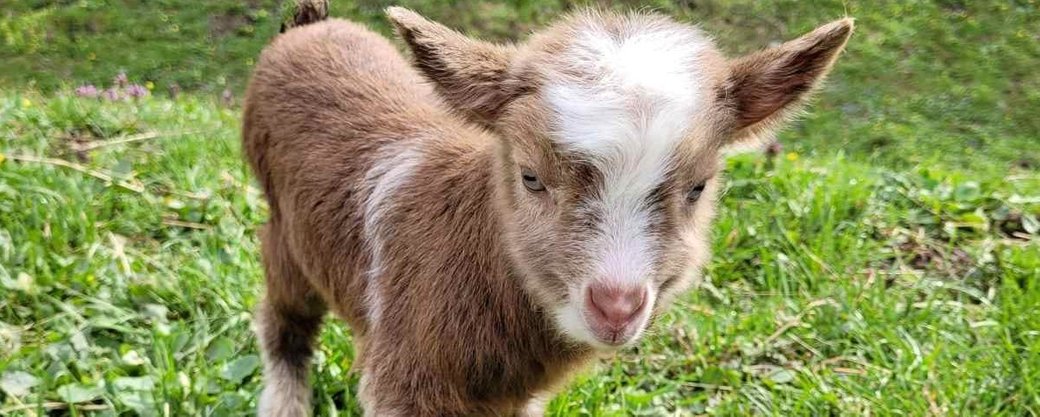 В ужгородському скансені новонароджене козеня назвали Байрактаром. 