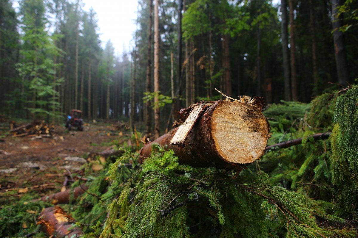 На Закарпатті посадовці допустили незаконну вирубку лісу на майже 7 млн грн 