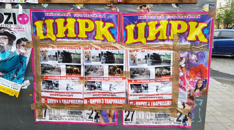 На днях в Ужгород приехал цирк. Однако активисты заклеили афиши плакатами, на которых призывают прекратить порабощать диких животных, издеваться над ними.