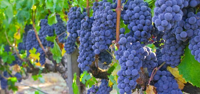 Цього року через надзвичайно теплою довгої осені більшість сортів винограду вже зібрані виноградарями.