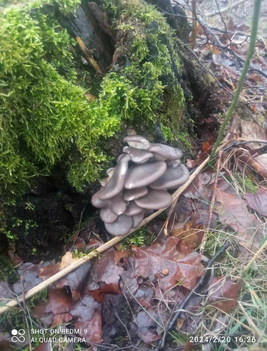 They are grown on special farms: unique mushrooms have already begun to appear in the forests of Ukraine (PHOTOS)