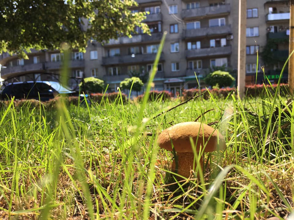 На Перечинщині й до лісу не треба ходити, гриби ростуть прямо у парку міста. 