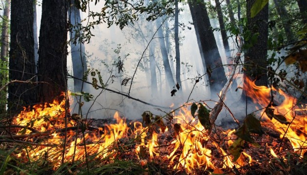 Закарпатцям не варто палити суху траву, розпалювати багаття в лісах та на полях, адже це може призвести до масових пожеж.