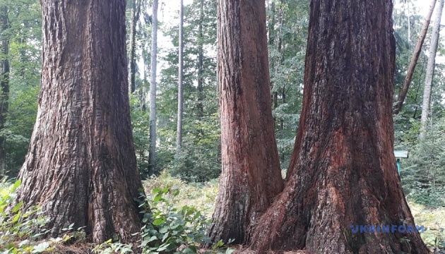 На Рахівщині ростуть чотири сторічні секвоядендрони. Також ї називають дерева-мамонти, або Гігантоманія.