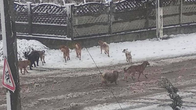 Ідеться про розгулювання безпритульних собак в мікрорайоні Корятовича у Виноградові.