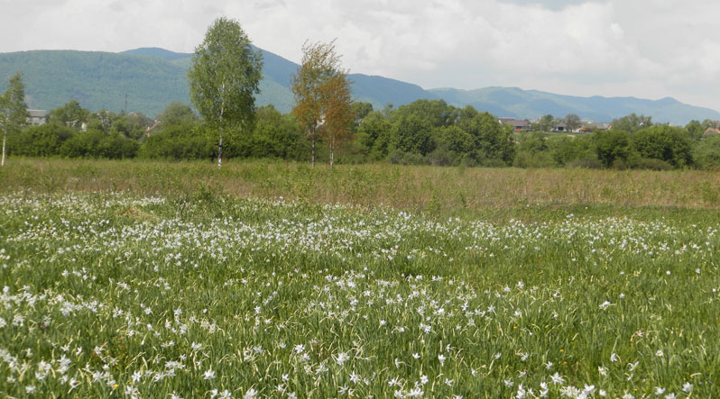 В Закарпатье снова цветет Долина нарциссов, которая находится в 4 км от города Хуст.

