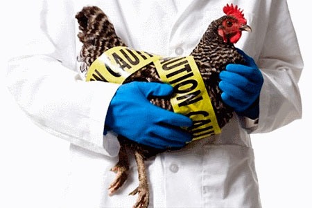 Через вірус пташиного грипу, Тайвань також обмежила проникнення угорської птиці та інших продуктів птахівництва у країну.