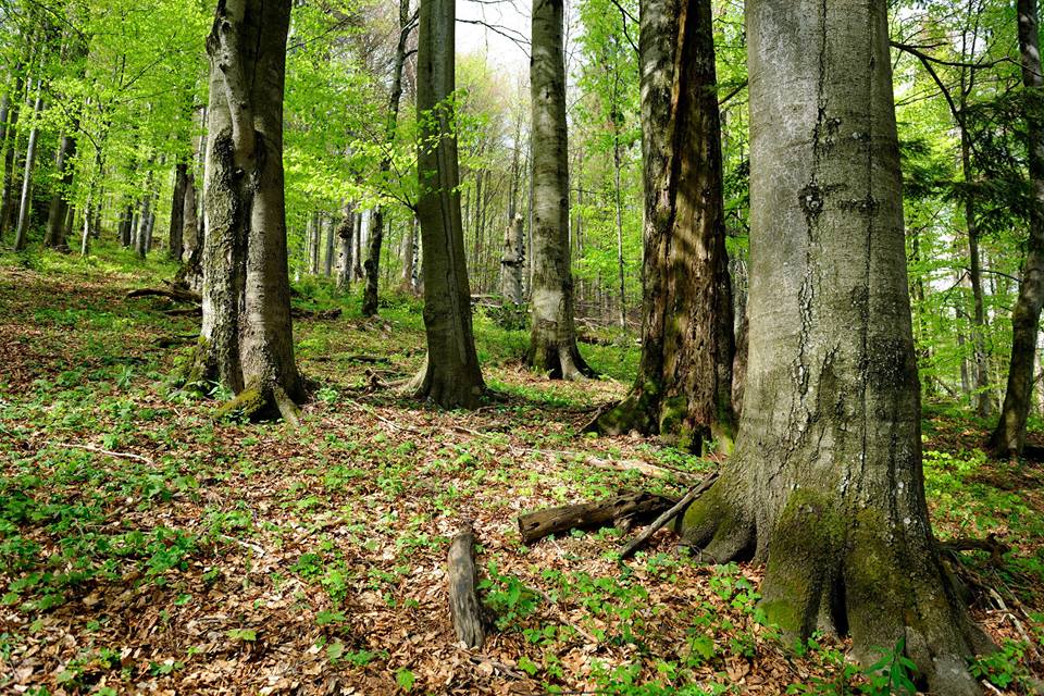 Уряд ухвалив проект Указу Президента про розширення меж Ужанського національного природного парку.