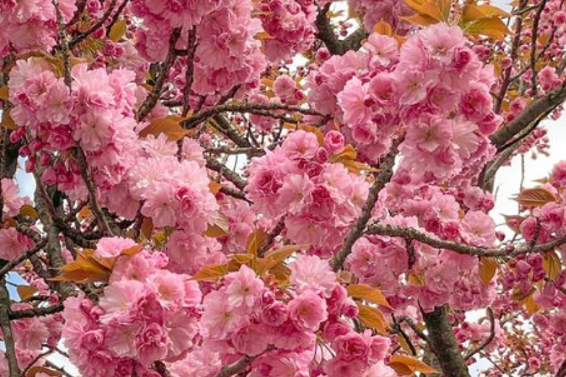 Закарпатці тішаться цвітінням японських вишень.