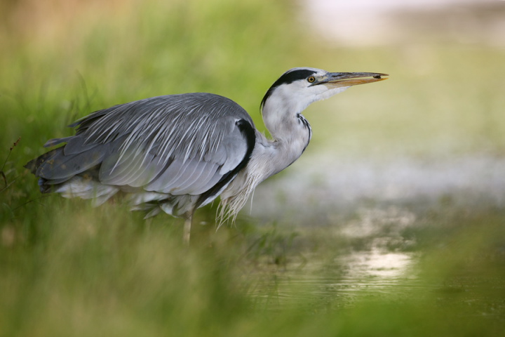На території Костринського лісництва виявлено місця поселення колонії чаплі сірої. Сіра чапля – одна з найбільш відомих наших водних птахів.