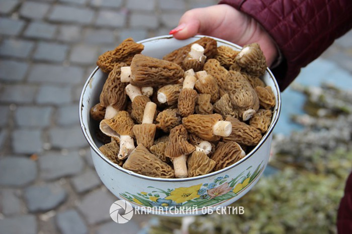 20 марта появились первые весенние грибы – сморчки. Сморчок конический, как его обычно называют ученые, условно-ранний съедобный гриб, который растет небольшими семьями.