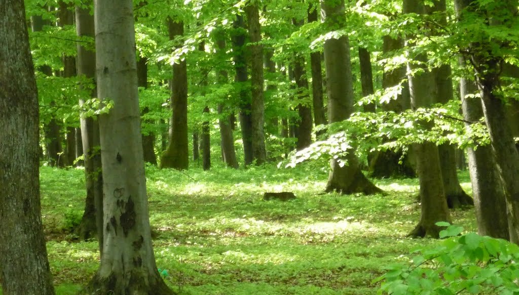 Одна з сільрад Ужгородщини незаконно передала у власність громадян 0,36 га землі