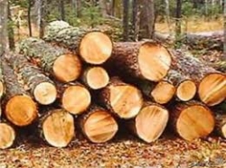 Брустурянський и Мокрянський лесхозы – в числе крупнейших реализаторов древесины в области.
