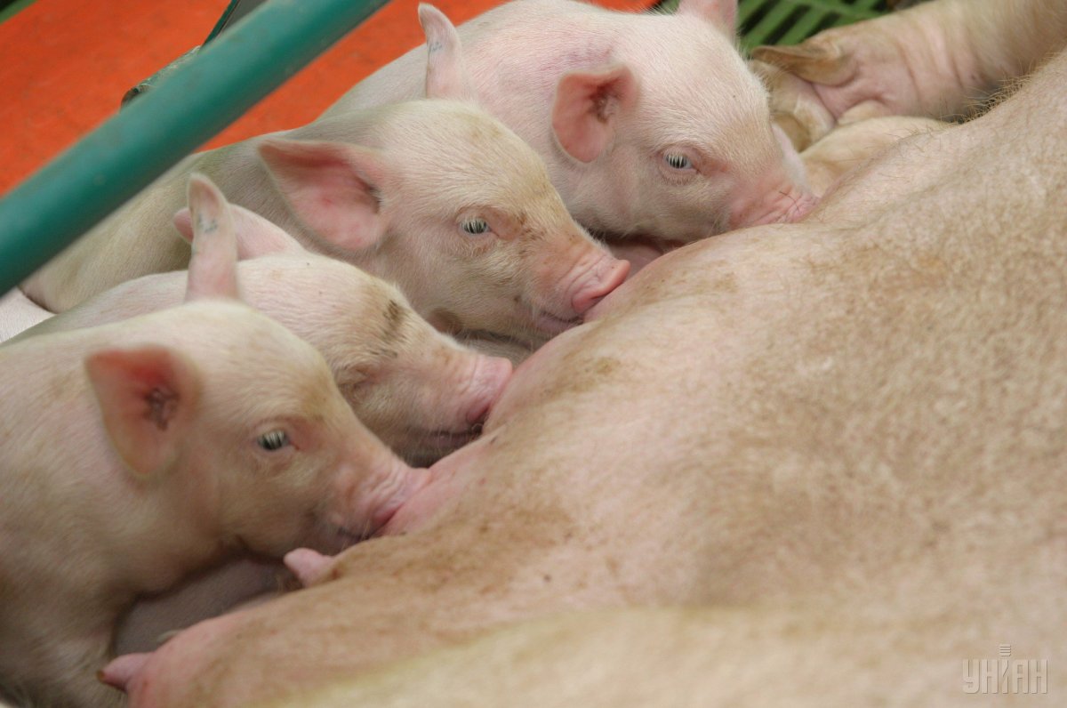 Причина заборони - спалах на цій території африканської чуми свиней. 
