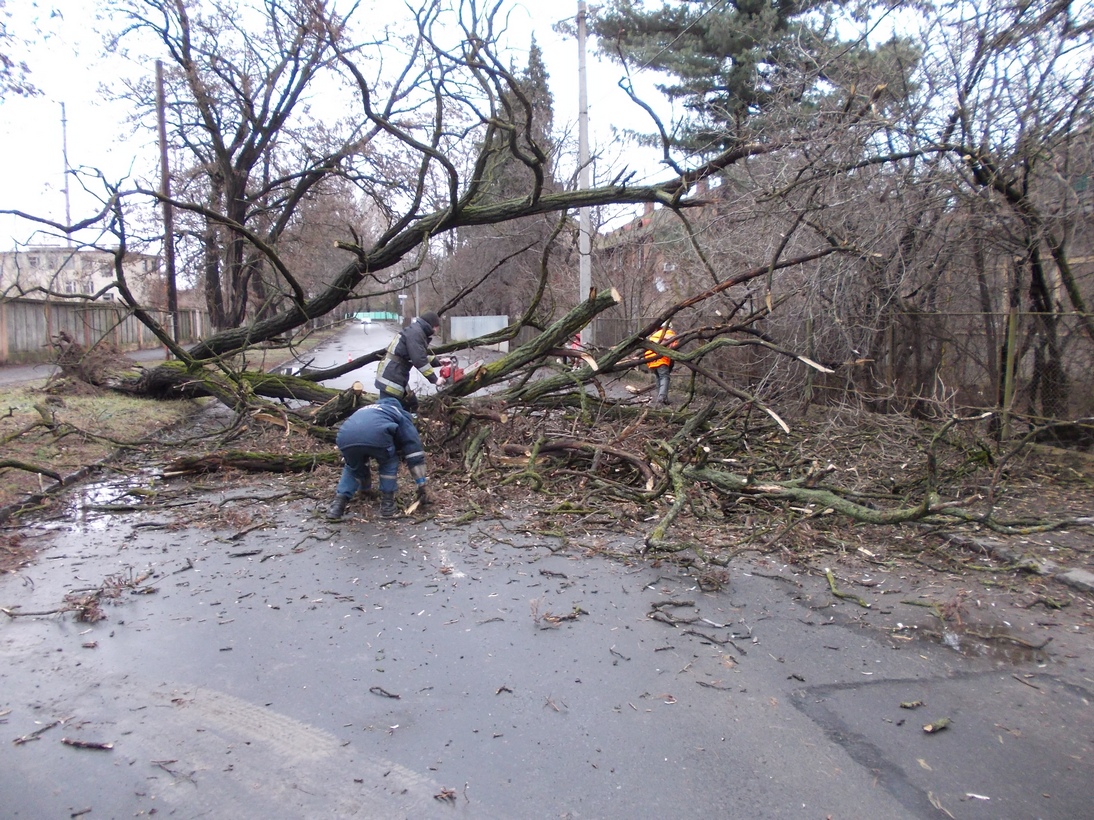 Дерево упало на дорогу