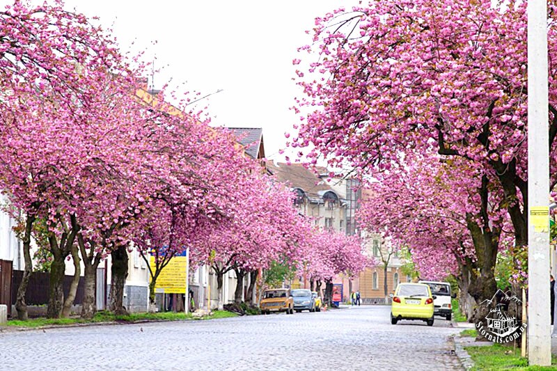 Каждую весну в Мукачево зацветают сакуры, даря горожанам и гостям города эстетическое наслаждение.