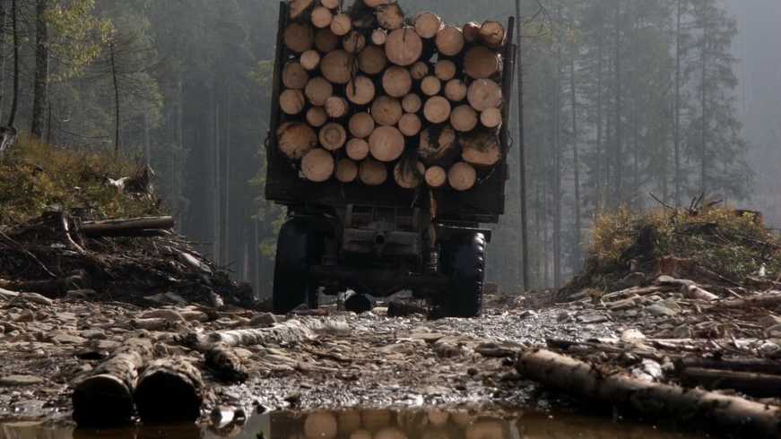 Зловмисники незаконно вирубали дерев на понад 64 мільйонів гривень.