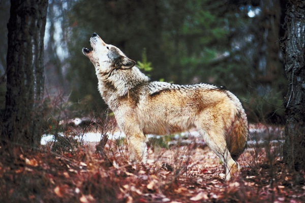 В Синевирской Поляне в течение года волки съели 43 собак.