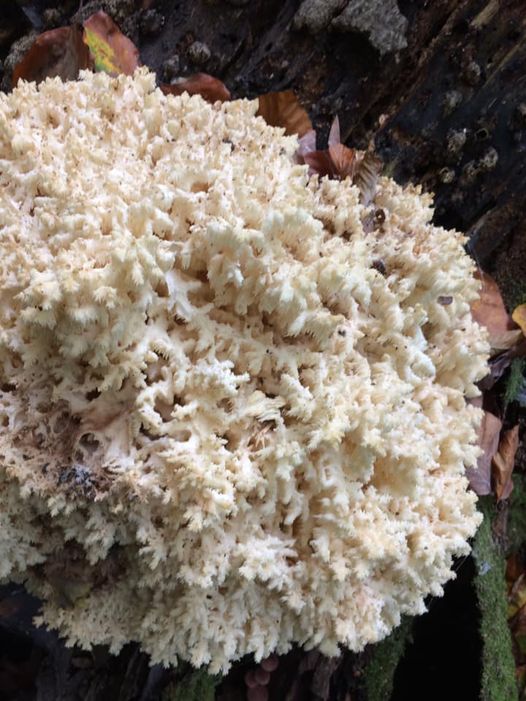 Це - гриб Герицій кораловидний, занесений до Червоної Книги України.