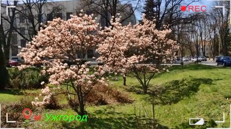 "Весна з вікна": у мережі показали весняні краєвиди Ужгорода (ВІДЕО)